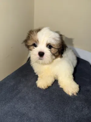 Shih  Tzu puppys