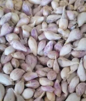 ثوم ذكر درجه اولى