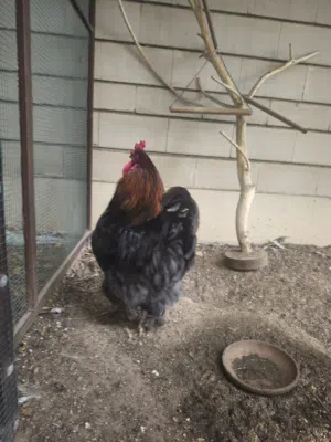 Big Brahma Chickens For sale