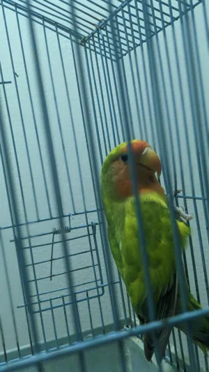 This is a lovebird, likely a Peach-faced Lovebird or a similar hybrid. They typically live for about