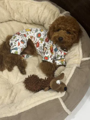 كلب توي بودل