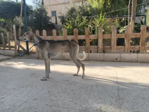 كلبة سلق انثى