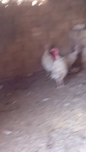 ‏دجاج‏0