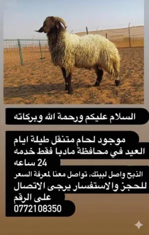 لحام اضاحي متنقل في مأدبا وضواحيها  يتوفر  لحام لذبح اضاحي العيد..  منطقة مأدبا وضواحيها