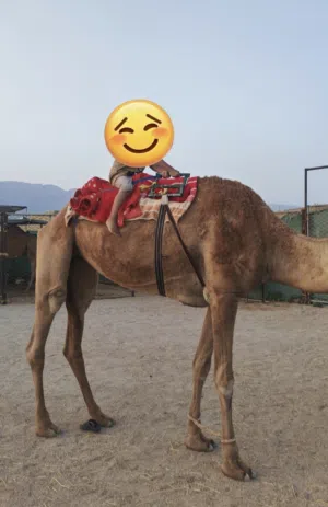 للبيع ناقة قليصة طبيع وهادية