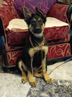 جرو جيرمن 4 شهور
