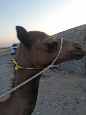 بكره باطنيه اصل
