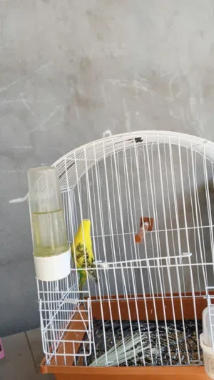 عصافير الروز و بقلينو
