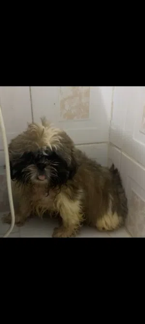 للبيع كلب أليف