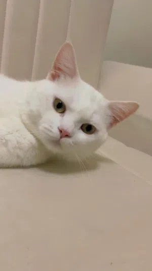 قطط للتبني مجانا