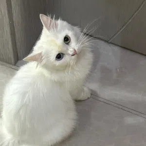 قطه شيرازية