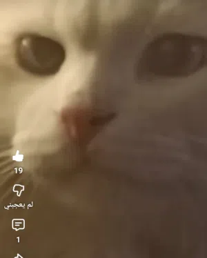 قط شيرازي تركي بيور عنده عامان و شهر