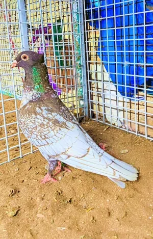 أنثى زاجل فراشة