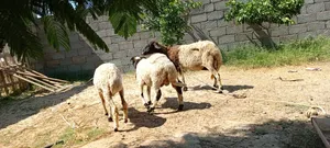 ‏غنم‏1