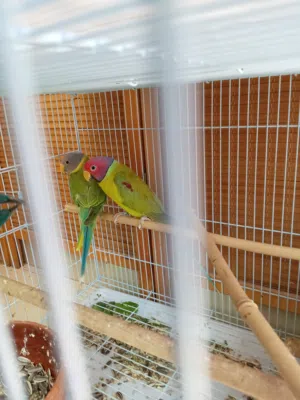 Pair of plum headed parakeet very healthy and beautiful and good quality breeding pair