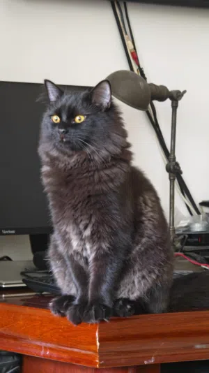 Cat for adoption