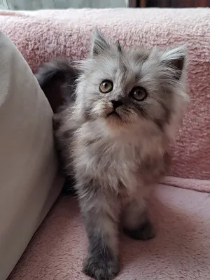 Female Kitten