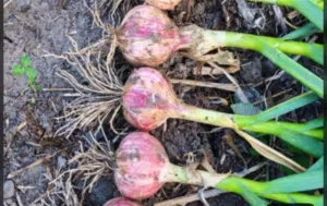 ثوم عماني للبيع جودة ممتازه الحجم الكبير مناسب لتجار