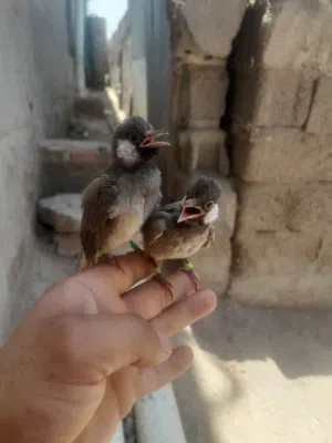 زوج بلابل اليفات البيع في البصر كرمت علي
