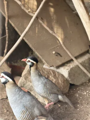 مطلوب بيض حجل العماني