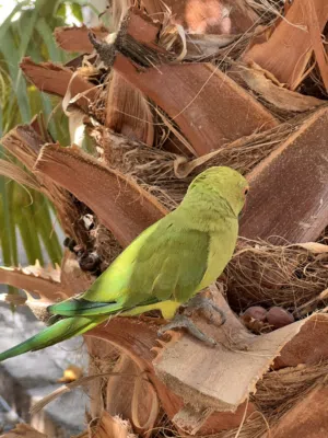 بغبغا الدره