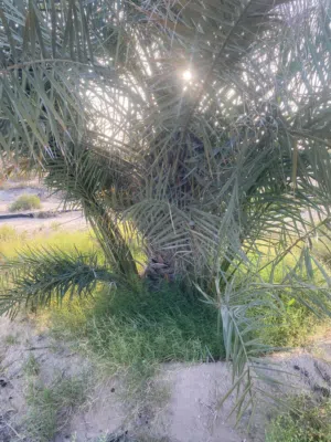 فسيل للبيع
