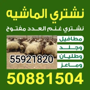 نشتري غنم العدد مفتوح