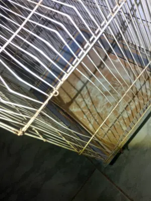 قفاص طيور و ببغاء