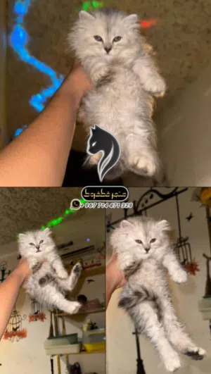 انثئ شيرازي بيور