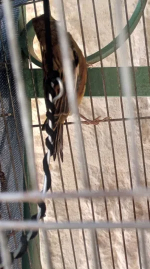 للبيع عصفور كناري المقنبر