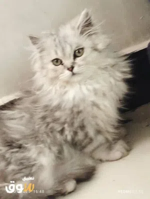 رهف فكري 