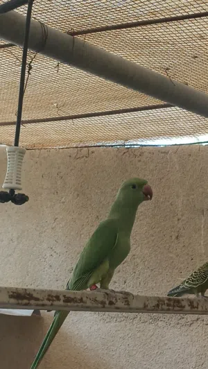 بغبغا الدره