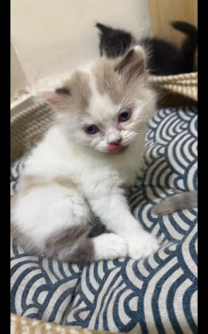 قطط البصره