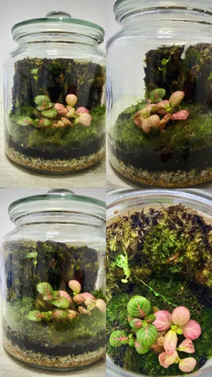 Terrarium / تيراريوم
