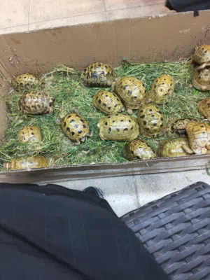 سلاحف ذكور واناثي للبيع