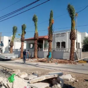 نخيل المثمر والزينه