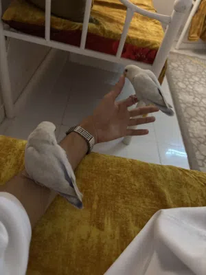 طيور روز اليفه