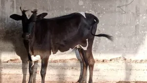 بجر ترهم كصابه جني سمينه كلش جايبه بطن وحده شرط