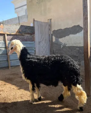 كبش نجدي                                                           م شاءالله الكبش بياض الوجه