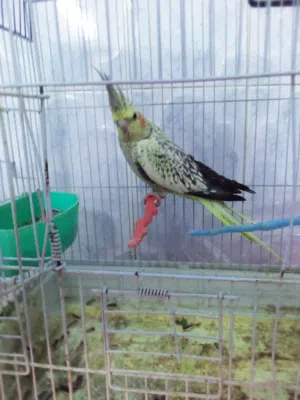 طيور كنار  اقراء الوصف