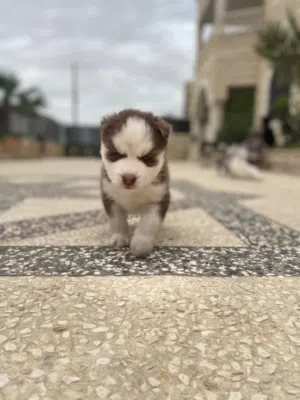 كلاب هسكي سيبيري للبيع في القدس