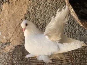 تلاته طروف روسي درجة