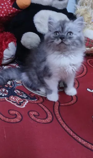 ولد وبنت  مون فيس