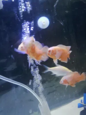 اتشكيله اسماك سعر حرق