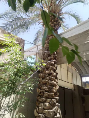 محتاج شخص لقلع نخله