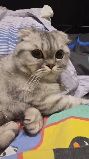 سكوتش فولد بيور
