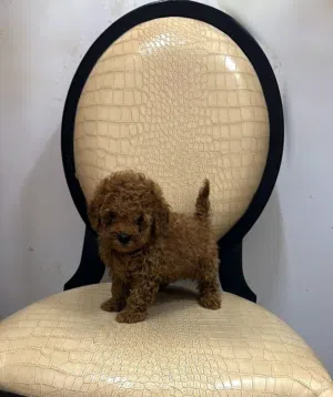 TOP quality Poodle puppies