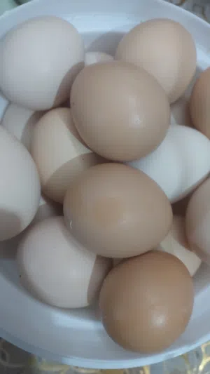 بيض دجاج عرب