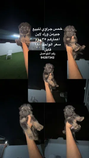 جراوي جيرمن بلاك انتان ورك لاين لونج هير سعر قابل