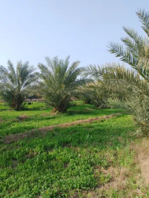 فهد مهند داود 